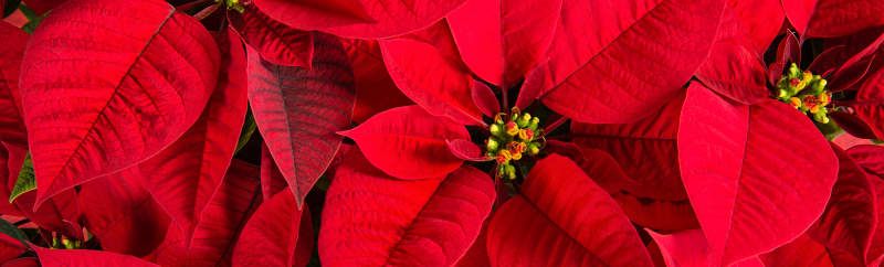 Christmas Poinsettias