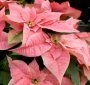 pink-poinsettia-s