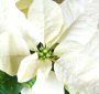 white-poinsettia-s